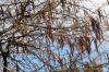 Corylus avellana